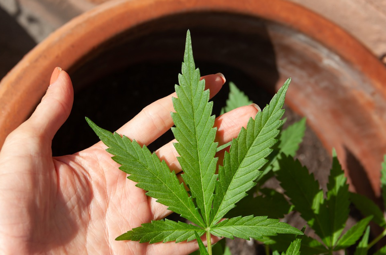Cannabis leaves
