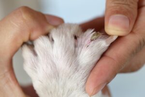 pet